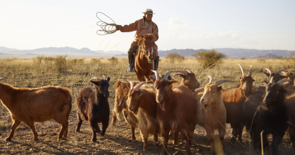 According to an article from UNESCO, from November 2023 to May 2024, Mongolia went through its most severe dzud in fifty years. More than 188,300 individuals, including 80,215 children, were affected by severe blizzards and severely low temperatures. During these months, herder families who depended on cattle for their livelihood suffered greatly as a result of the millions of animals that died.